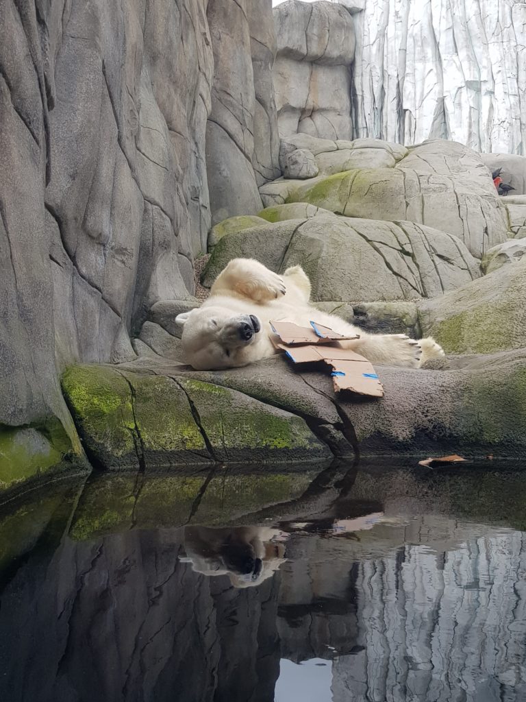 Tierpark Hagenbeck Eisbär