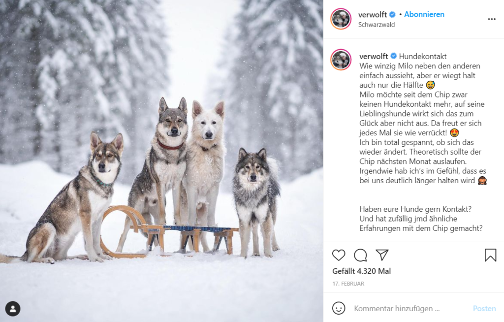 Petfluencer Kooperation zeigt verschiedene Instagram-Hunde im Schnee